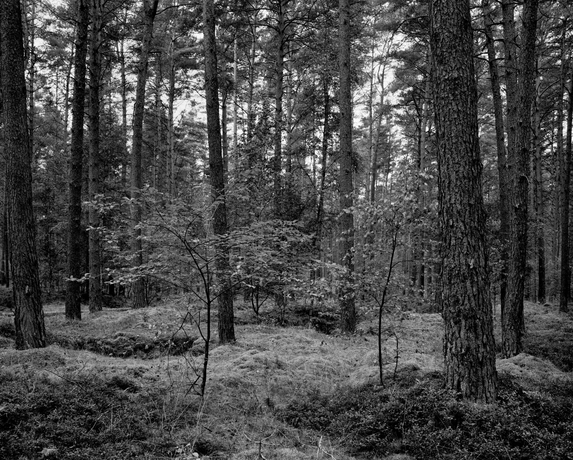 Wald mit Moosboden, Krienke, 2020