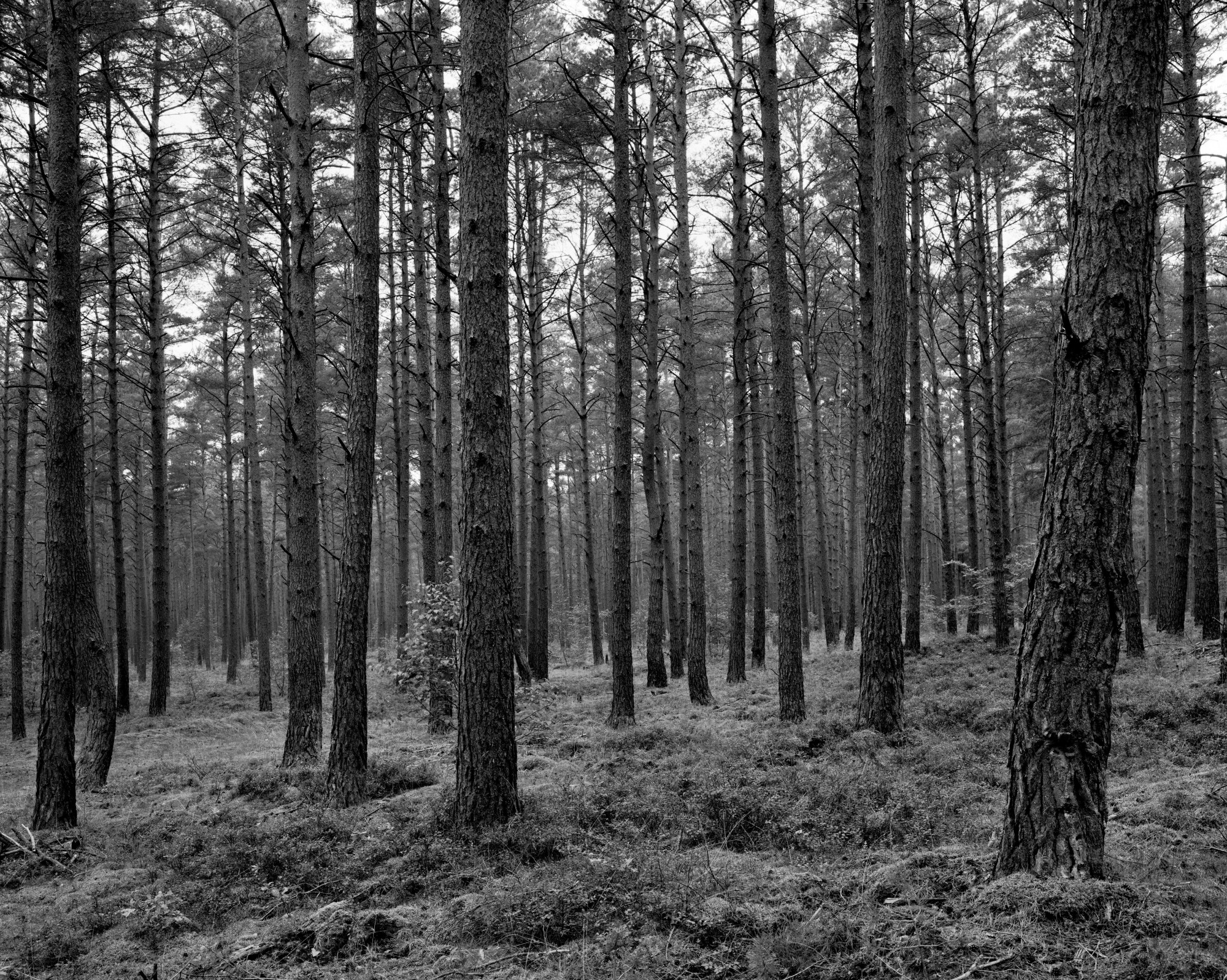Wald, Krienke, 2020